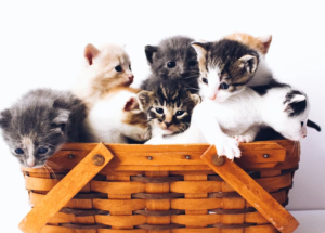 Tofu kraikas: ekologiškas ir modernus pasirinkimas augintinių priežiūrai